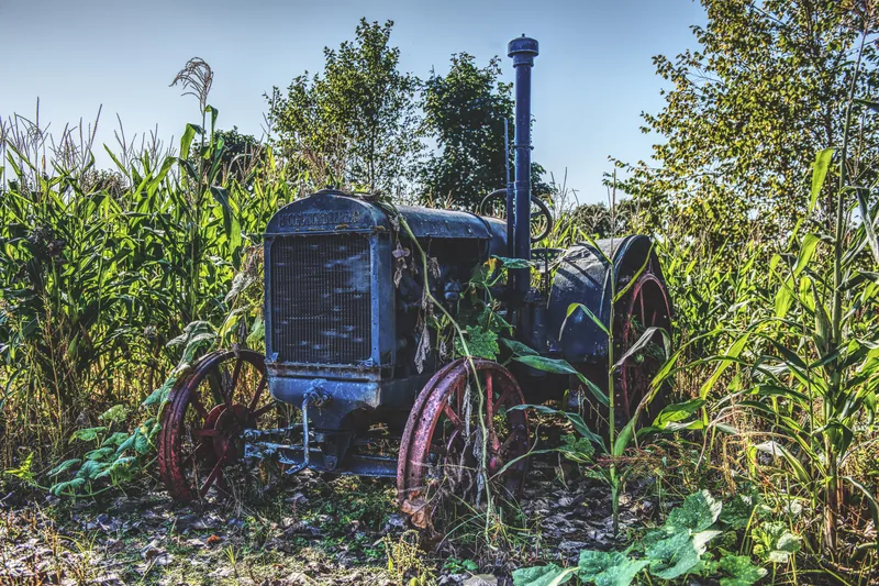 Antique tractor parked in a standing cornfield in autumn